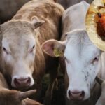 Gusano_barrenador_Queretaro1.001