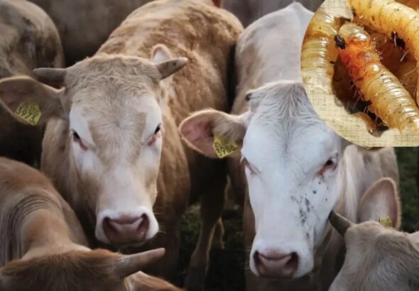 Gusano_barrenador_Queretaro1.001