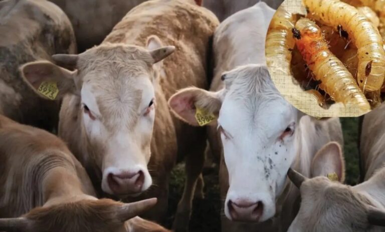 Gusano_barrenador_Queretaro1.001