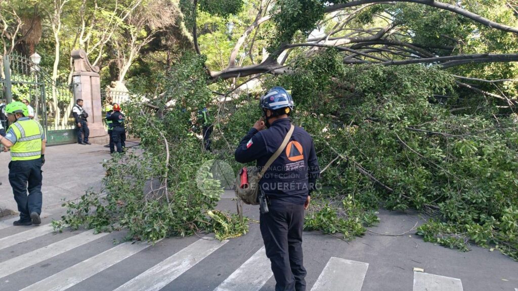 Árbol cae sobre seis vehículos y deja una persona sin vida y una menor lesionada en el Centro de Querétaro